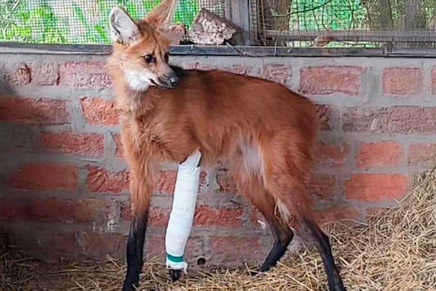 Chamarrita en su tiempo de recuperaci&oacute;n. (Foto: Reserva &ldquo;El potrero&rdquo;/ERA Verde)