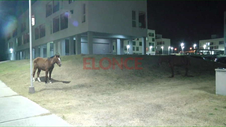 El caballo de la derecha protagoniz&oacute; el accidente. Foto: Elonce.