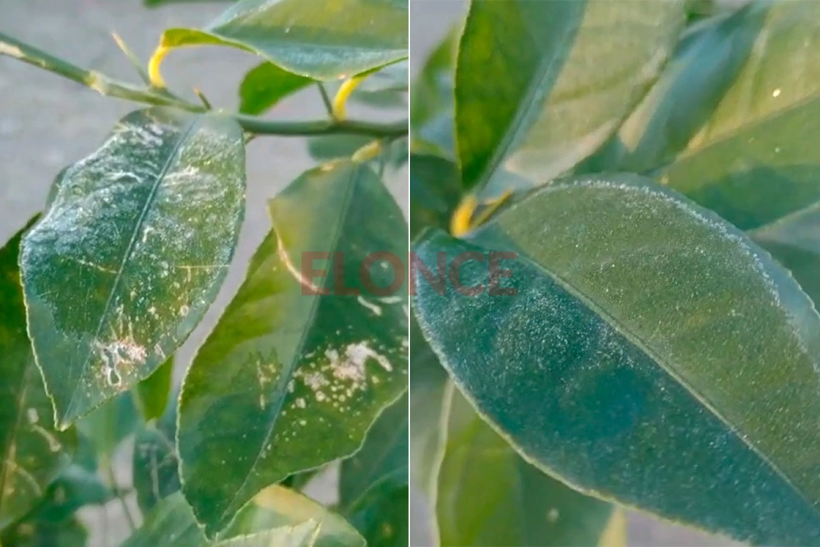 Paran&aacute; amaneci&oacute; bajo cero: la helada ti&ntilde;&oacute; de blanco los paisajes