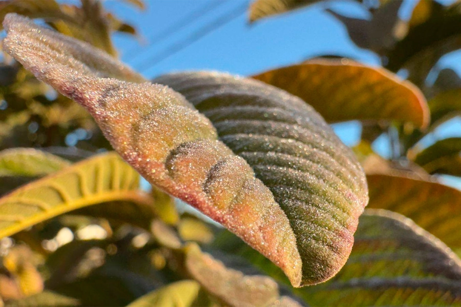 Helada en Concepci&oacute;n del Uruguay