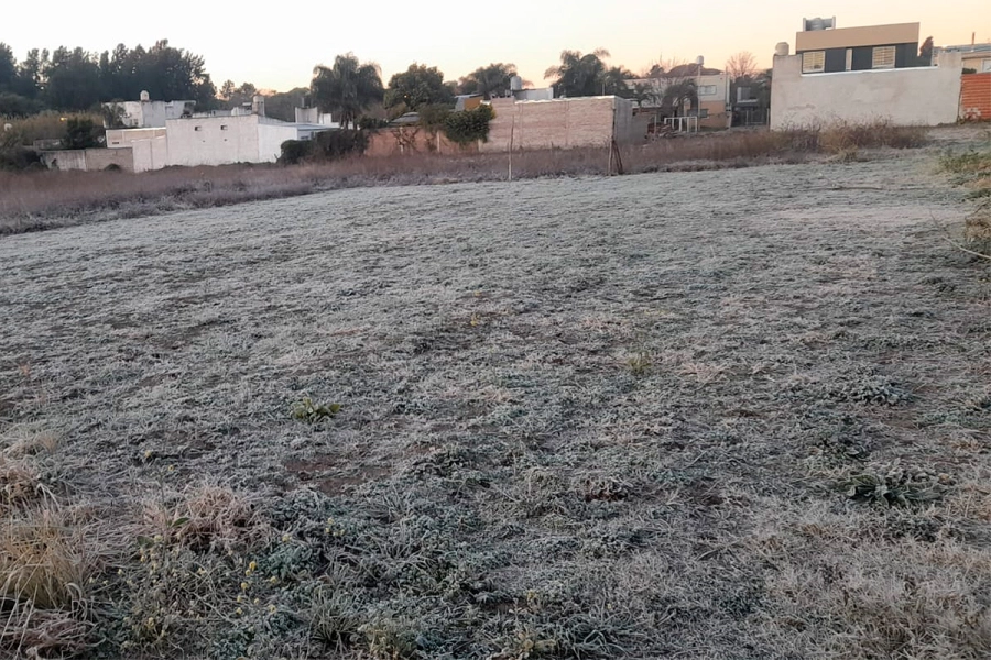 Helada Oro Verde - INTA