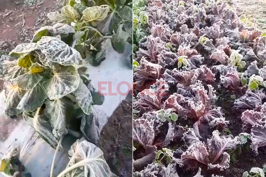 Helada ti&ntilde;o de blanco los cultivos