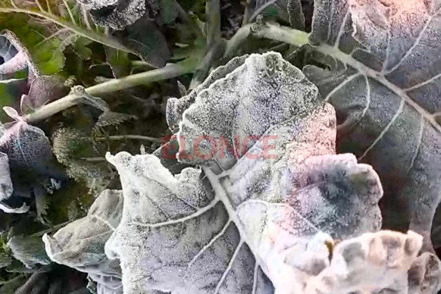 Helada ti&ntilde;o de blanco los cultivos