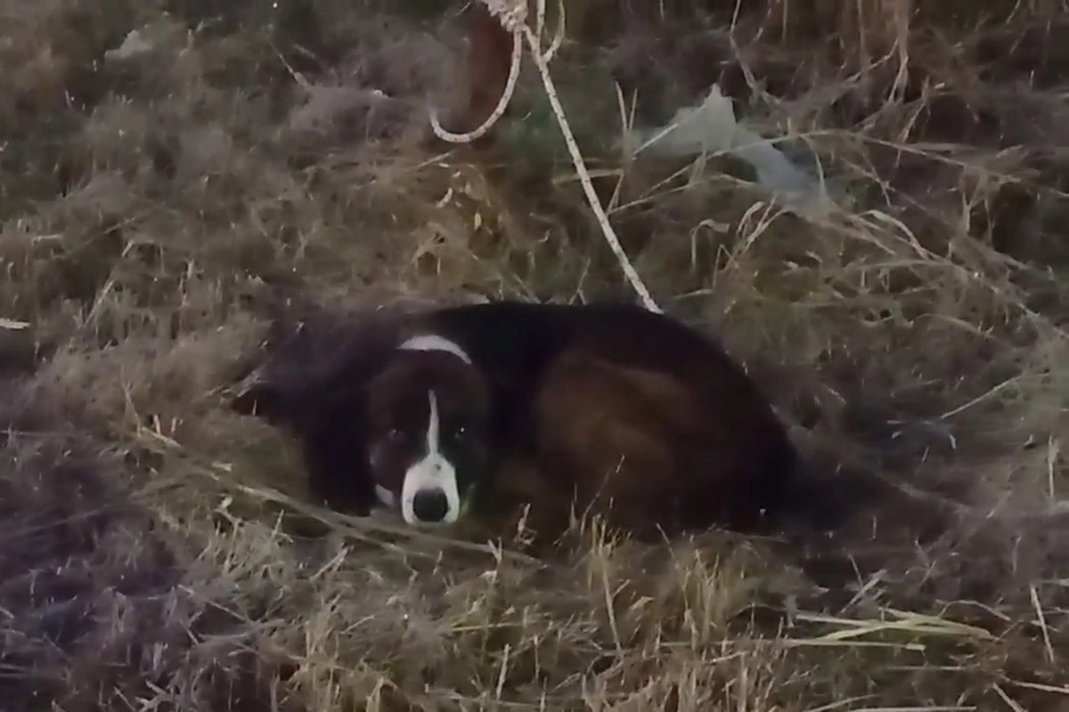 Rescate de perrito abandonado en Paraná Rescate de perrito abandonado en Paraná