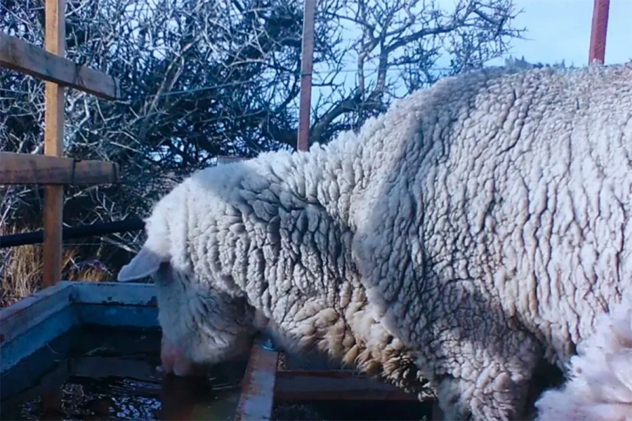 Bebederos que evitan el congelamiento del agua. INTA