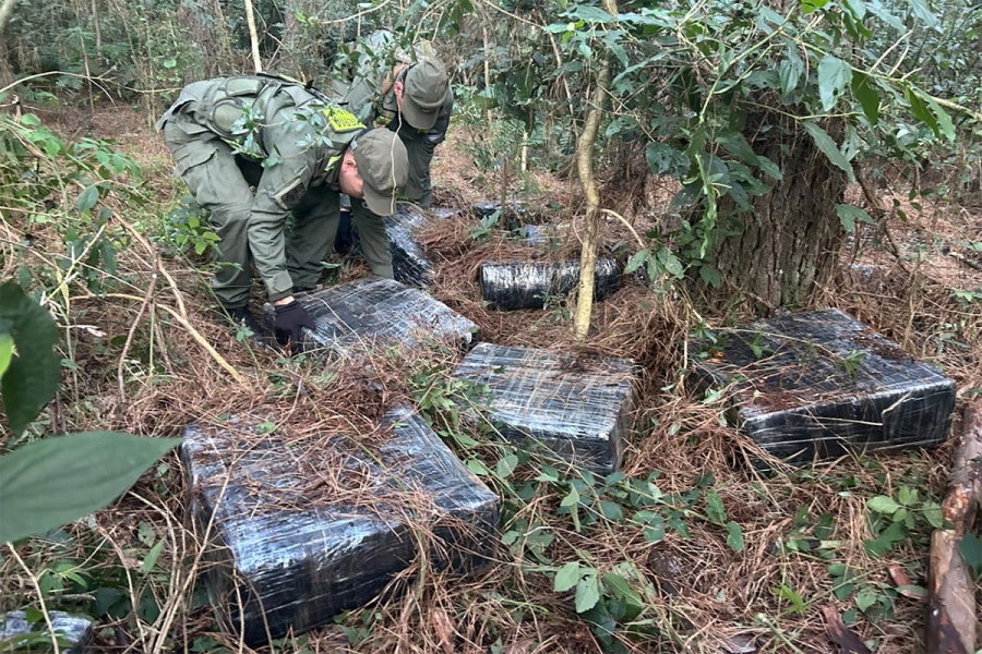 Marihuana entre la maleza. Gendarmería Nacional