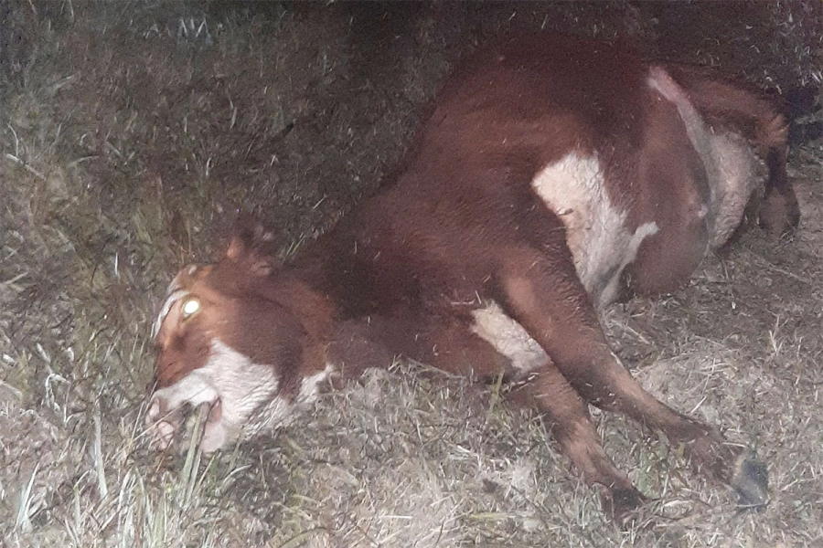 Vacuno muerto tras choque en Autov&iacute;a 12. Bomberos de Ceibas