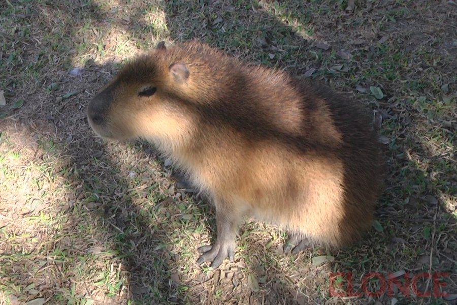 Una ejemplar de carpincha (foto Elonce)