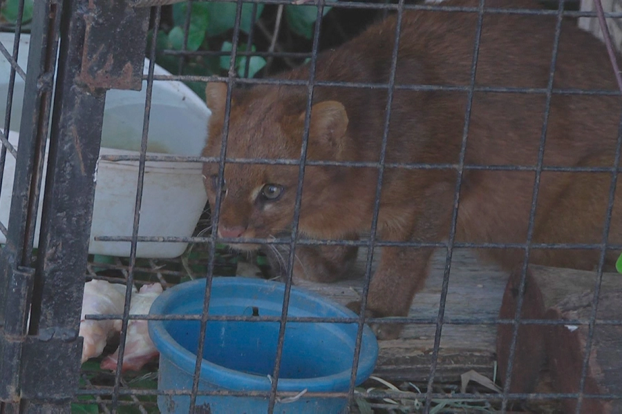Rescataron un yaguarund&iacute; en Villa Urquiza y ser&aacute; reinsertado en su h&aacute;bitat (foto Elonce)