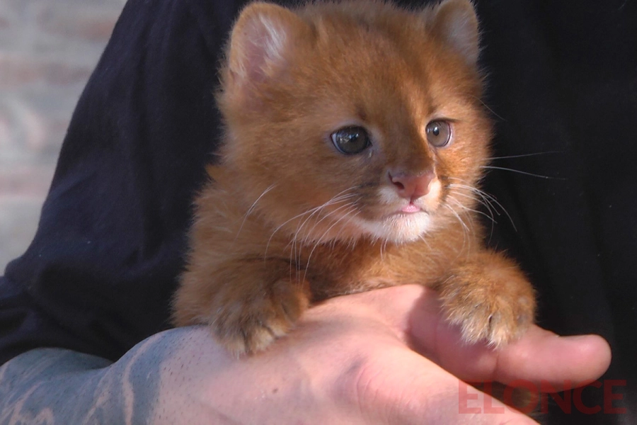 El cachorro de Yaguarund&iacute; fue hallado en mayo a la vera de la Ruta 18 en las inmediaciones de Villaguay (foto Elonce)