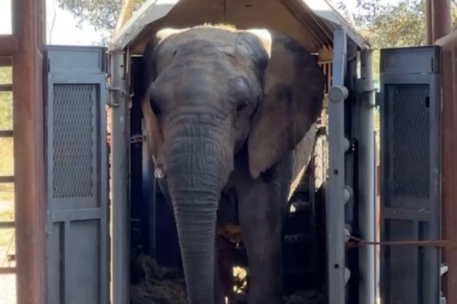 El momento en el que Kenya es liberada en Brasil. Foto: Infobae.