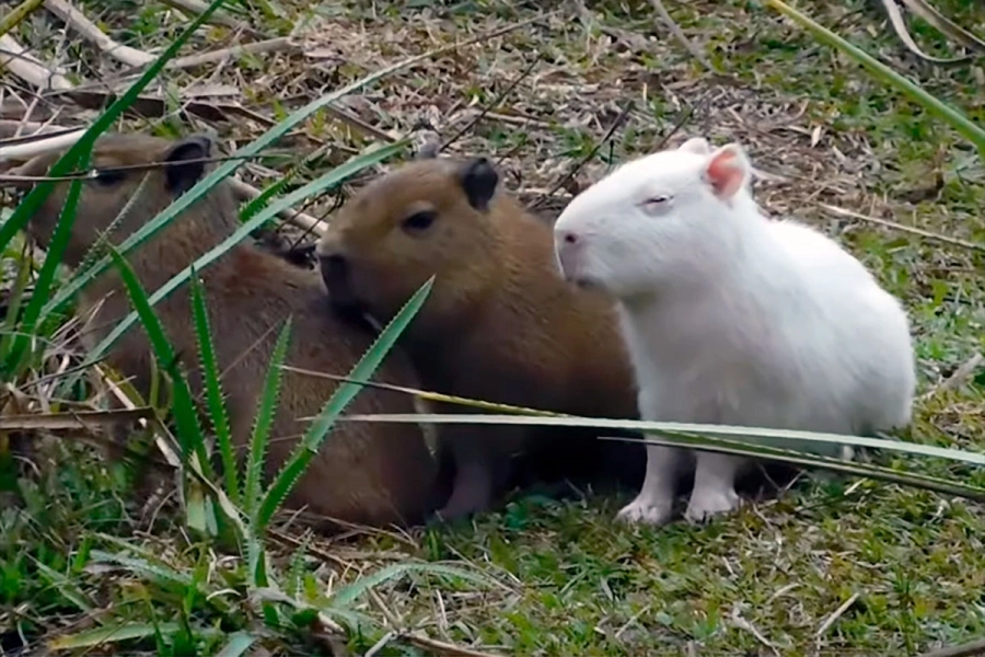 Carpinchos albinos en Uruguay