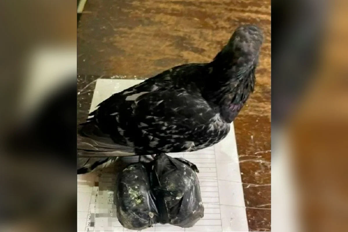 Hallaron una “narcopaloma”