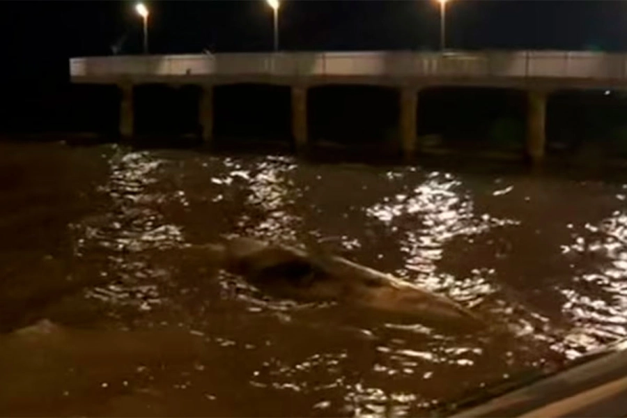 Otras de las ballenas halladas muertas. Archivo