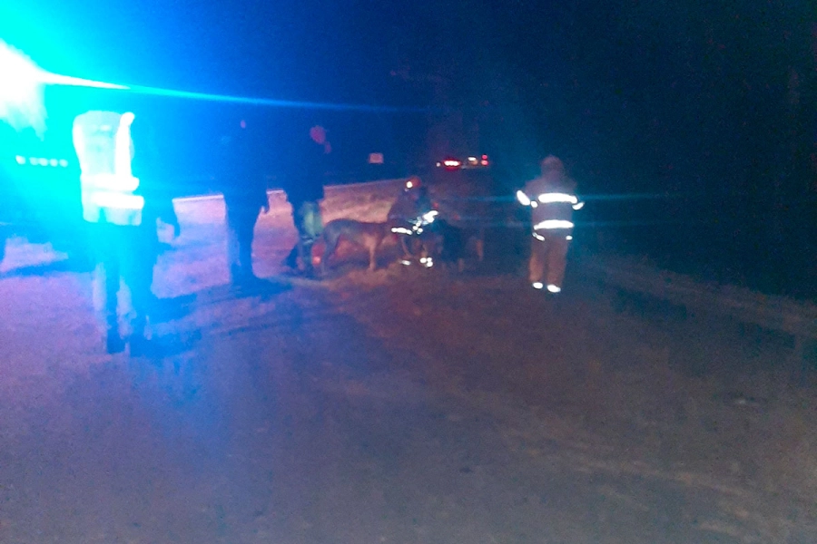 Auto cay&oacute; a un arroyo en la Autov&iacute;a 12: rescataron a cuatro personas y sus perros