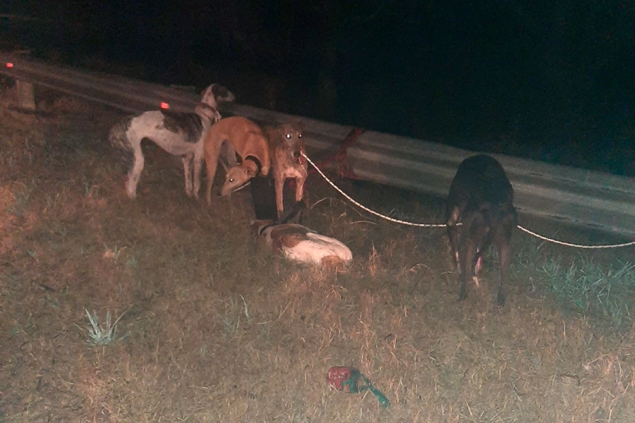 Auto cay&oacute; a un arroyo en la Autov&iacute;a 12: rescataron a cuatro personas y sus perros