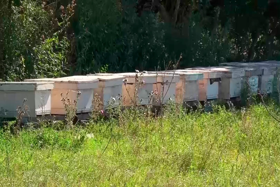 Actividad ap&iacute;cola. Elonce