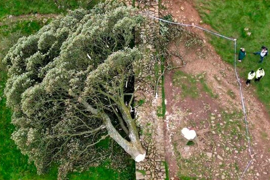 Dos hombres talaron un arce de 300 a&ntilde;os y los condenaron a cuatro a&ntilde;os de prisi&oacute;n. (El Pa&iacute;s)