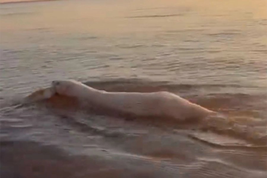 Lobito de río albino