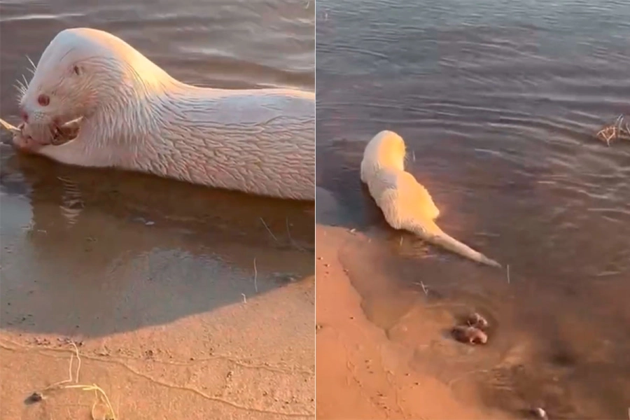 Lobito de r&iacute;o albino