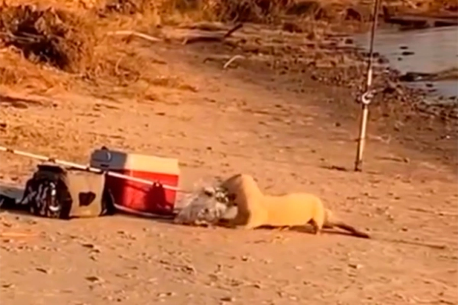 Lobito de río albino