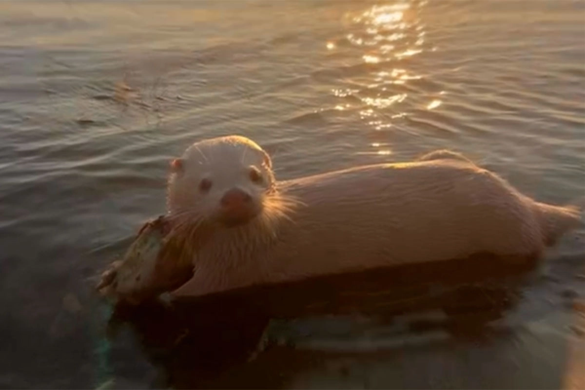 Lobito de río albino Lobito de río albino