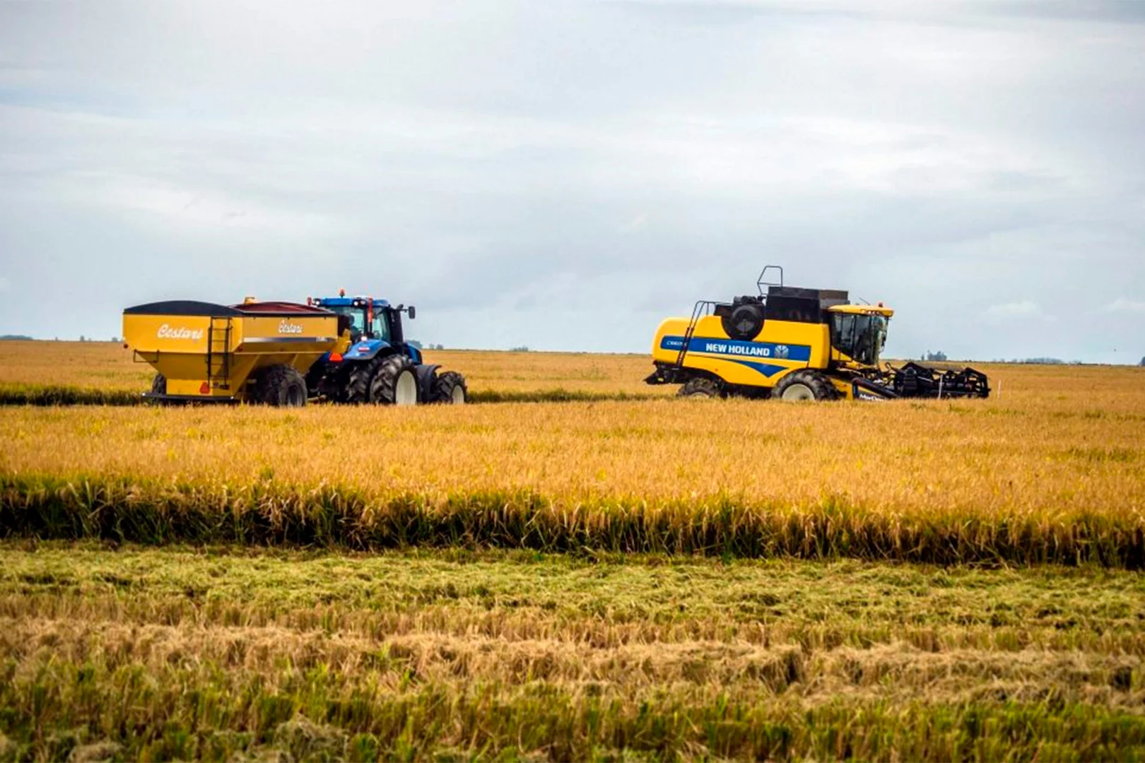 La perspectiva de siembra de arroz es desalentadora