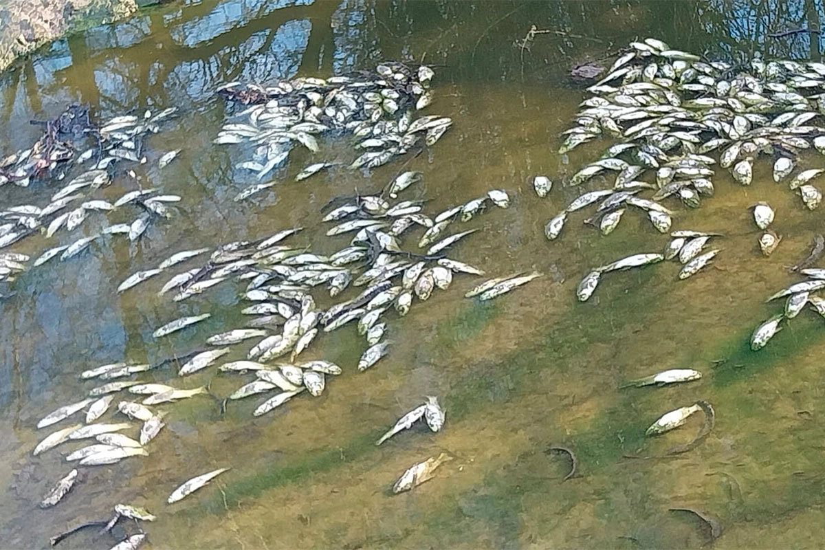 peces muertos