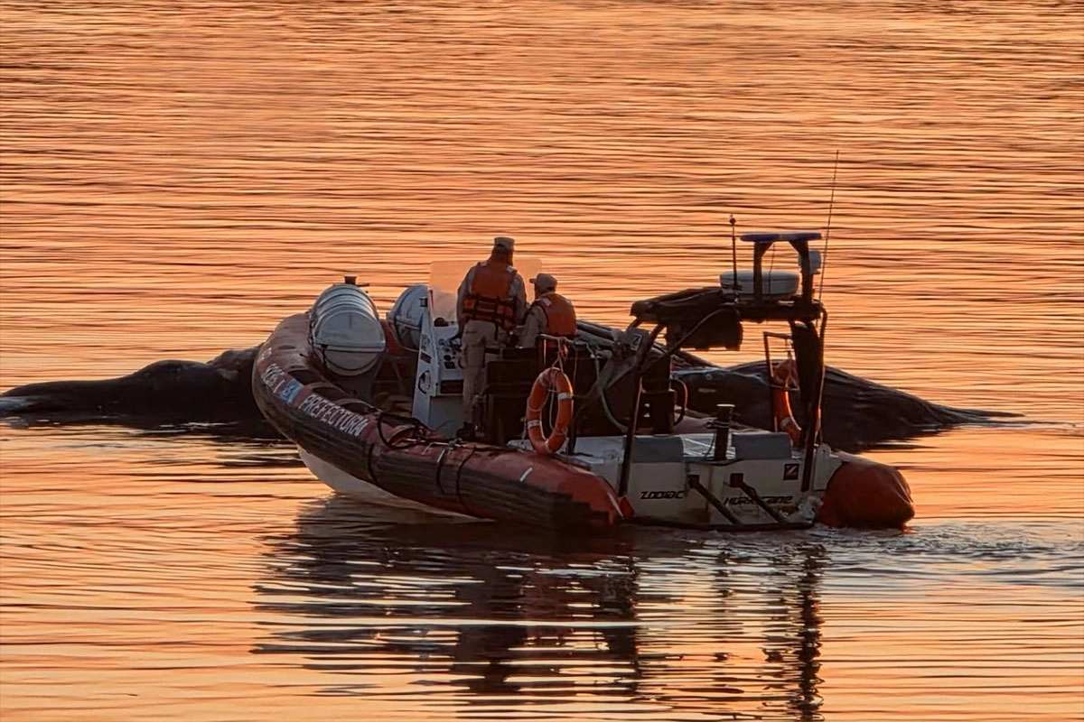 Hallaron una ballena en el río Paraná. Hallaron una ballena en el río Paraná.
