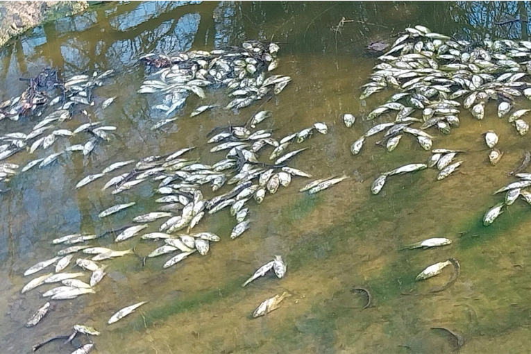 Fotos y video: volvieron a aparecer peces muertos en un arroyo de Entre Ríos