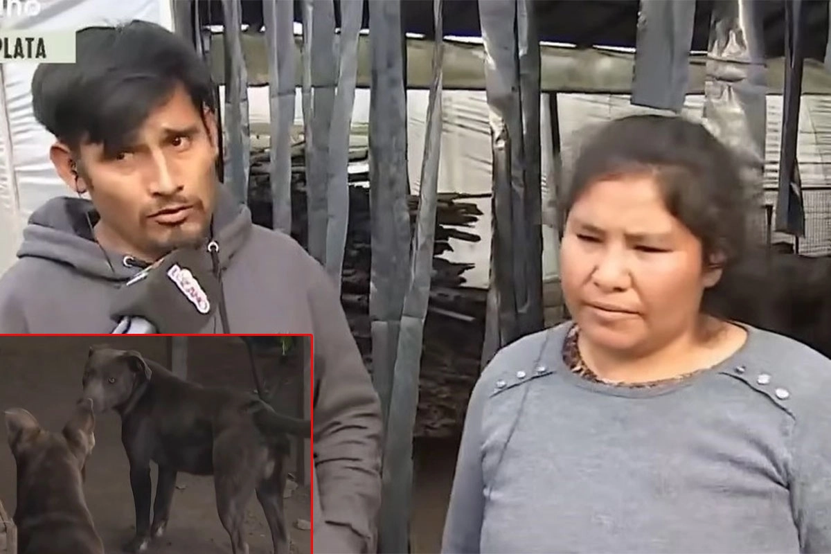 Los dueños y dos de los perros Los dueños y dos de los perros