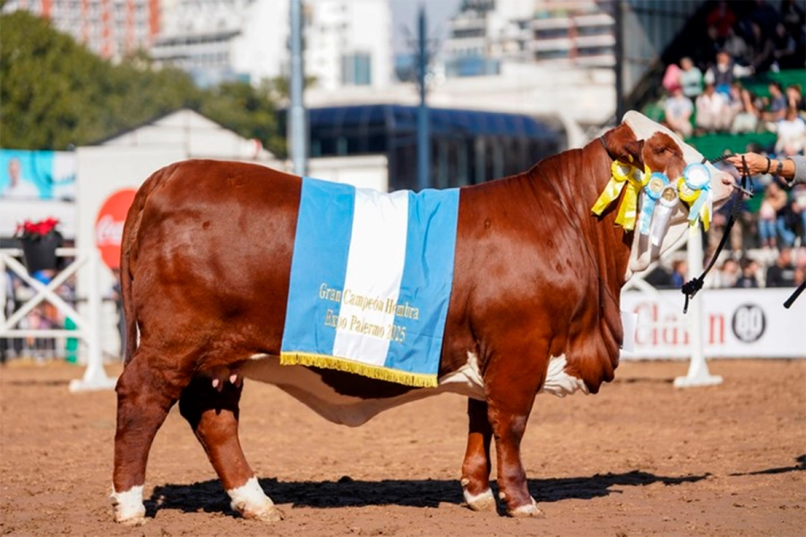 Gran Campe&oacute;n Hembra Braford (foto La Rural)