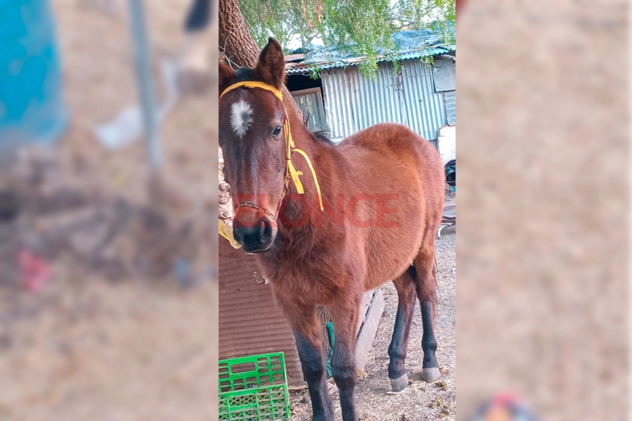 La potranca se recupera de las heridas (foto Elonce)