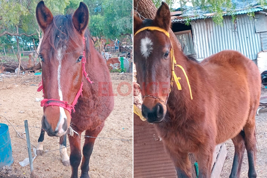 Caballos baleados en Paran&aacute;