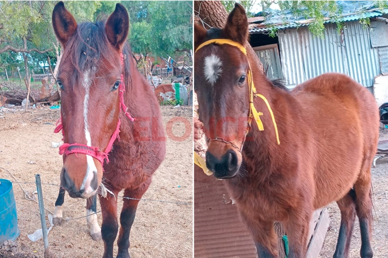 “Quiero que pague por lo que le hizo a mi caballo”, dijo vecina de Paraná tras ataque a sus animales