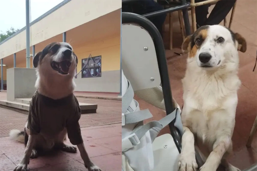 Bruno, el perro que acompa&ntilde;aba a los chicos a la escuela. El Litoral