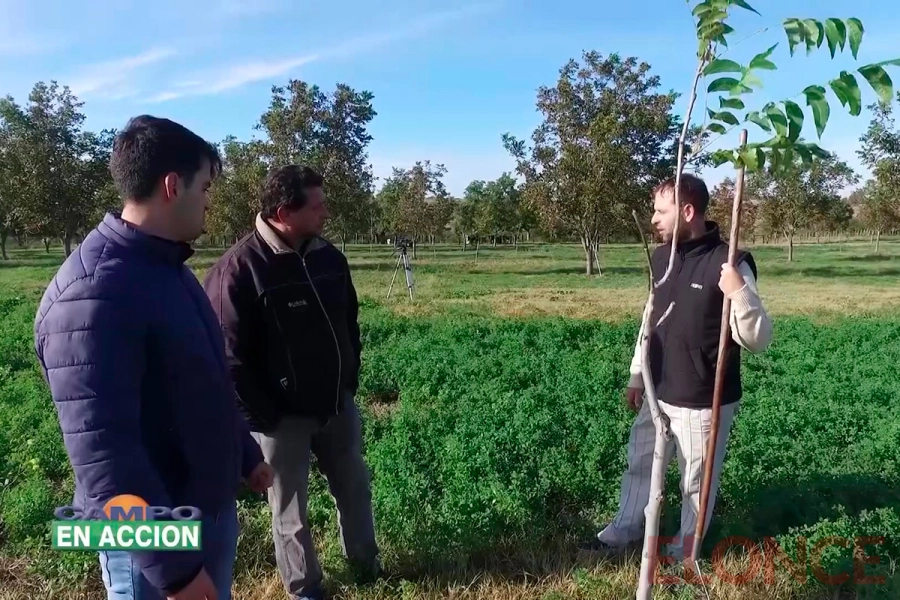 La producci&oacute;n de nuez pec&aacute;n en Entre R&iacute;os (foto Campo en acci&oacute;n)