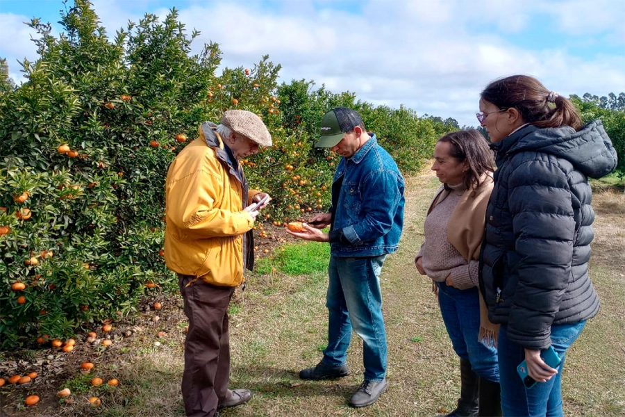 Provincia redobla esfuerzos para combatir enfermedades del citrus