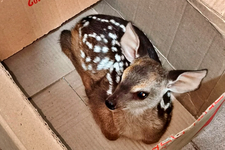 Ejemplar de ciervo axis (foto archivo)