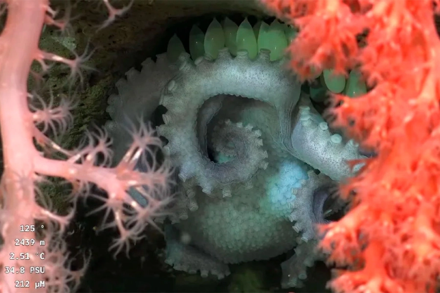 Exploraci&oacute;n en el Mar Argentino