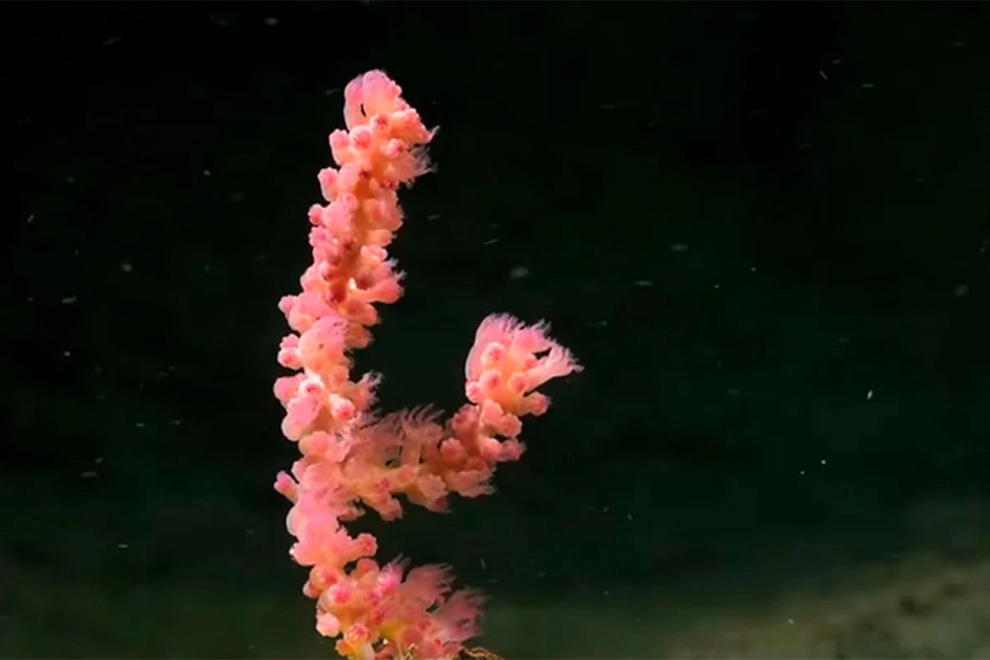 Exploraci&oacute;n en el Mar Argentino