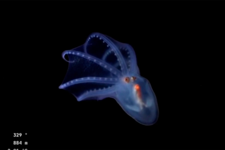 Exploraci&oacute;n en el Mar Argentino