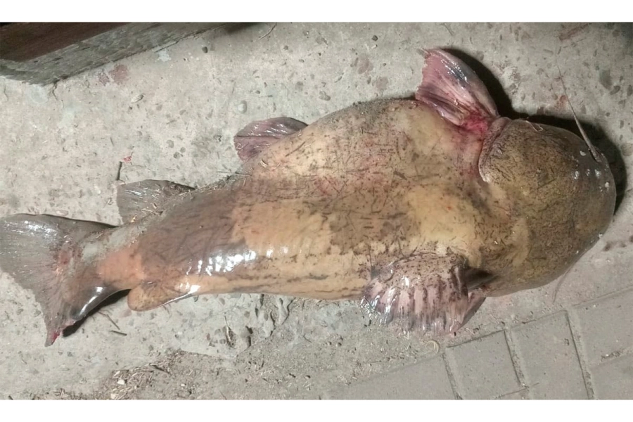 Pescador entrerriano captur&oacute; un bagre sapo de 15 kilos en el r&iacute;o Paran&aacute; (foto La Dptal. Noticias)