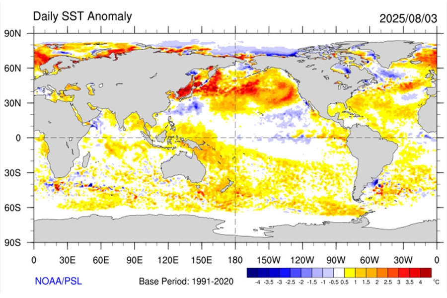 Anomal&iacute;as de la temperatura superficial del mar 03 de agosto de 2025. (Fuente: NOAA)