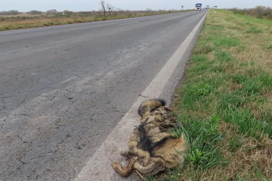 Foto: Pablo Cantador