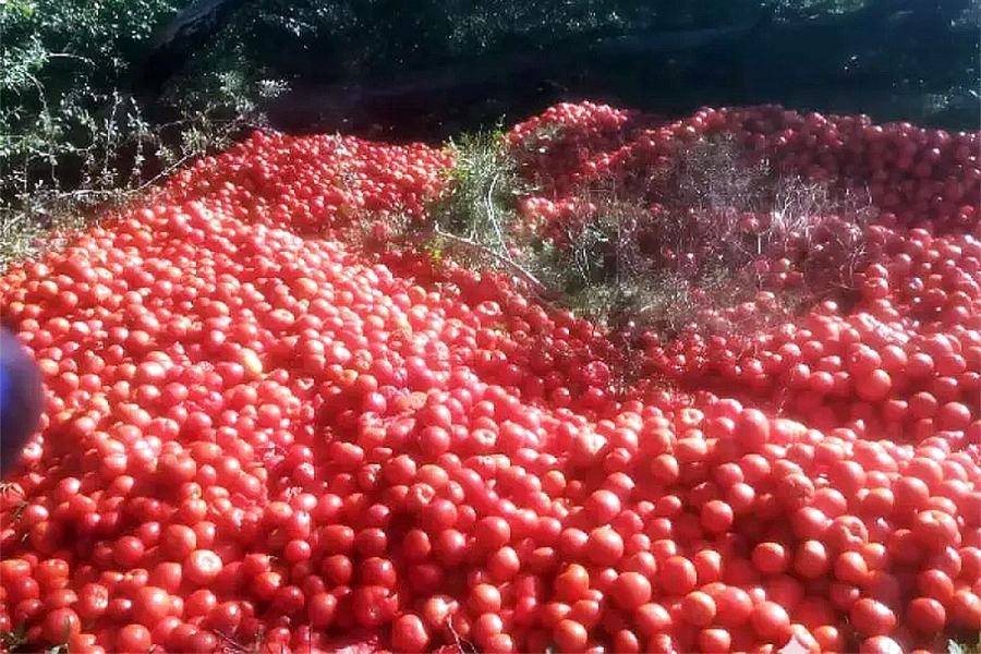 Productores correntinos tiran tomates. Diario &Eacute;poca