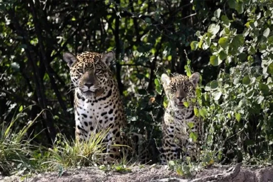 Ejemplares de yaguaret&eacute; (foto archivo)