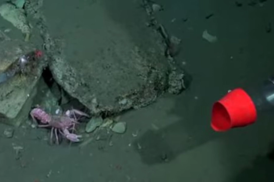 La langosta con uno de los robots en el fondo del mar. Foto: Infobae.