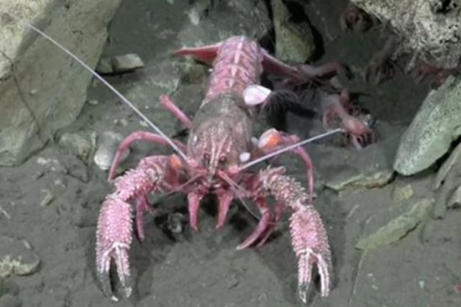 La langosta rosa que cautiv&oacute; en una de las transmisiones