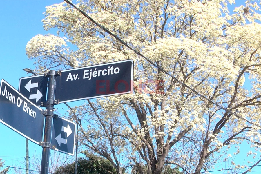 Floreci&oacute; el lapacho blanco y cautiva con su esplendor en Paran&aacute;